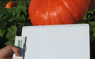 РУЖ ВИФ Де`ТАМП