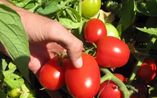 СТЕЛЛА РЕД F1