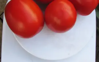 ЛИТТАНО F1