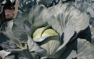 БРИГАДИР F1 / BRIGADIER F1