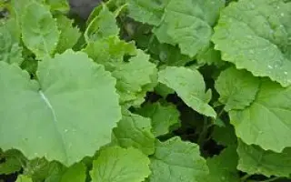 АНДРОИД ФТ-99 / ANDROID FT- 99