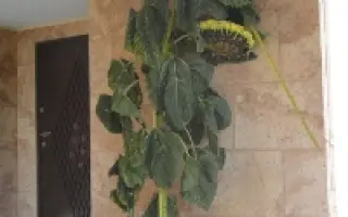 КЕЛВИН - 696 / CELVIN - 696