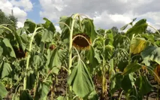 КЕЛВИН - 696 / CELVIN - 696