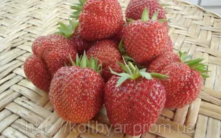 МОЛЛИНГ ПАНДОРА