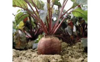 Боливар / Bolivar