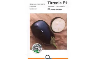 Тиррения F1 / Tirrenia F1