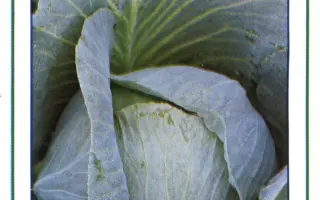 Новатор F1 / Novator F1