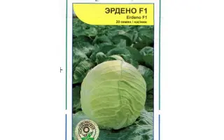 Эрдено F1 / Erdeno F1