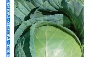 ГЛОУБ МАСТЕР F1 / GLOBE MASTER F1