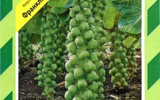 Франклин F1 / Franklin F1