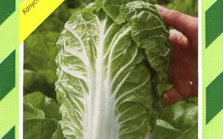 Маноко F1 / Manoko F1