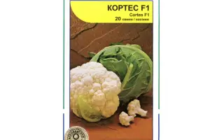 Кортес F1 / Cortes F1