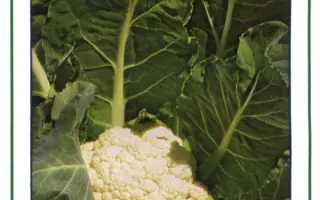 Ливингстон F1 / Livingston F1