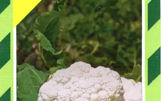 Гудман / Гудмен / Goodman