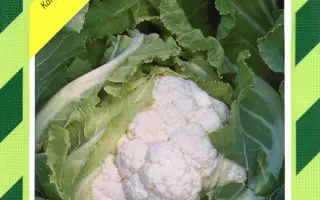 Фарго F1 / Fargo F1