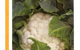 Каспер РЦ F1 / Kasper RZ F1