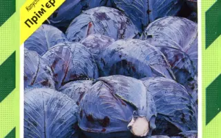 Примеро F1 / Primero F1