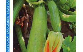 Ардендо 174 F1 / Ardendo 174 F1