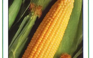 Спирит F1 / Spirit F1