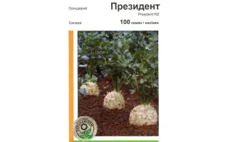 Президент РЦ / President RZ