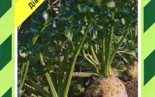 Диамант / Diamant