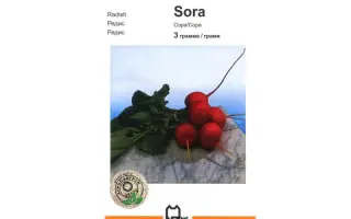 Сора / Sora