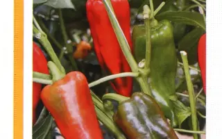 Корина F1 / Corrina F1