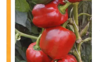 Сондела F1 / Sondela F1