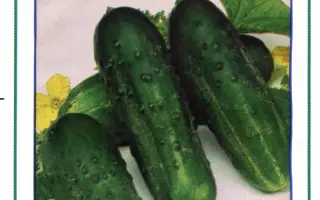 Октопус F1 / Octopus F1