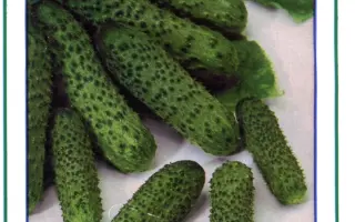 Пасалимо F1 / Pasalimo F1