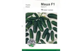 Маша F1 / Masha F1