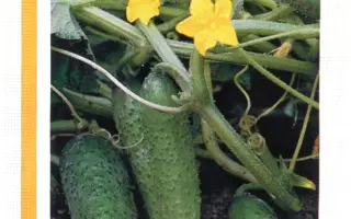 Компонист РЦ F1 / Componist RZ F1