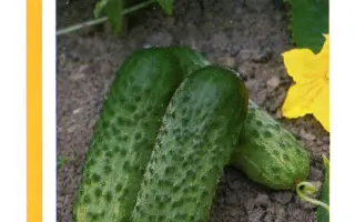 Опера РЦ F1 / Opera RZ F1