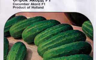 Аккорд F1 / Akord F1