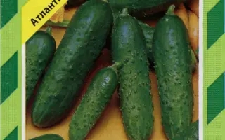 Атлантис F1 / Atlantis F1