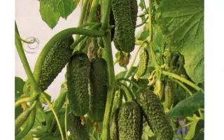 Сирин F1 / Sirin F1 (Немо F1 / Nemo F1)