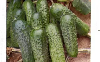 Платина F1 / Platina F1