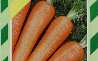  Каскад F1 / Cascade F1