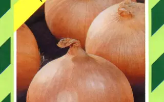 Дайтона F1 / Daytona F1