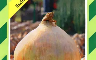 Эксибишен / Exhibition