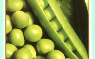 Овощное чудо