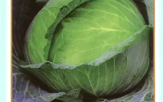 БІЛОСНІЖКА / БЕЛОСНЕЖКА