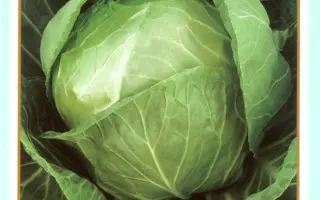 Дитмаршер Фрюер