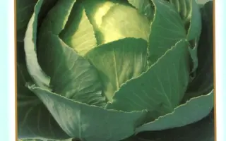 КАМЕННАЯ ГОЛОВА / KAMIENNA GLOVA