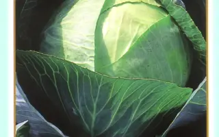 ХАРКІВСЬКА ЗИМОВА / ХАРЬКОВСКАЯ ЗИМНЯЯ