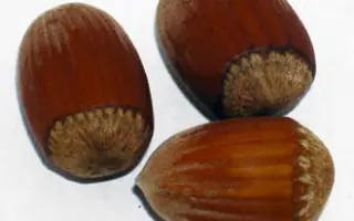 Давыдивский 