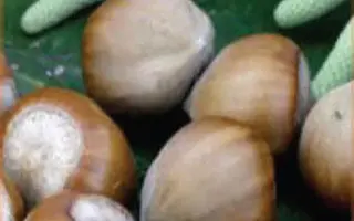 Барселонский