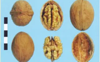 Клишковский