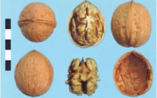 Буковинский 1