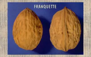 Франкет / Franquette